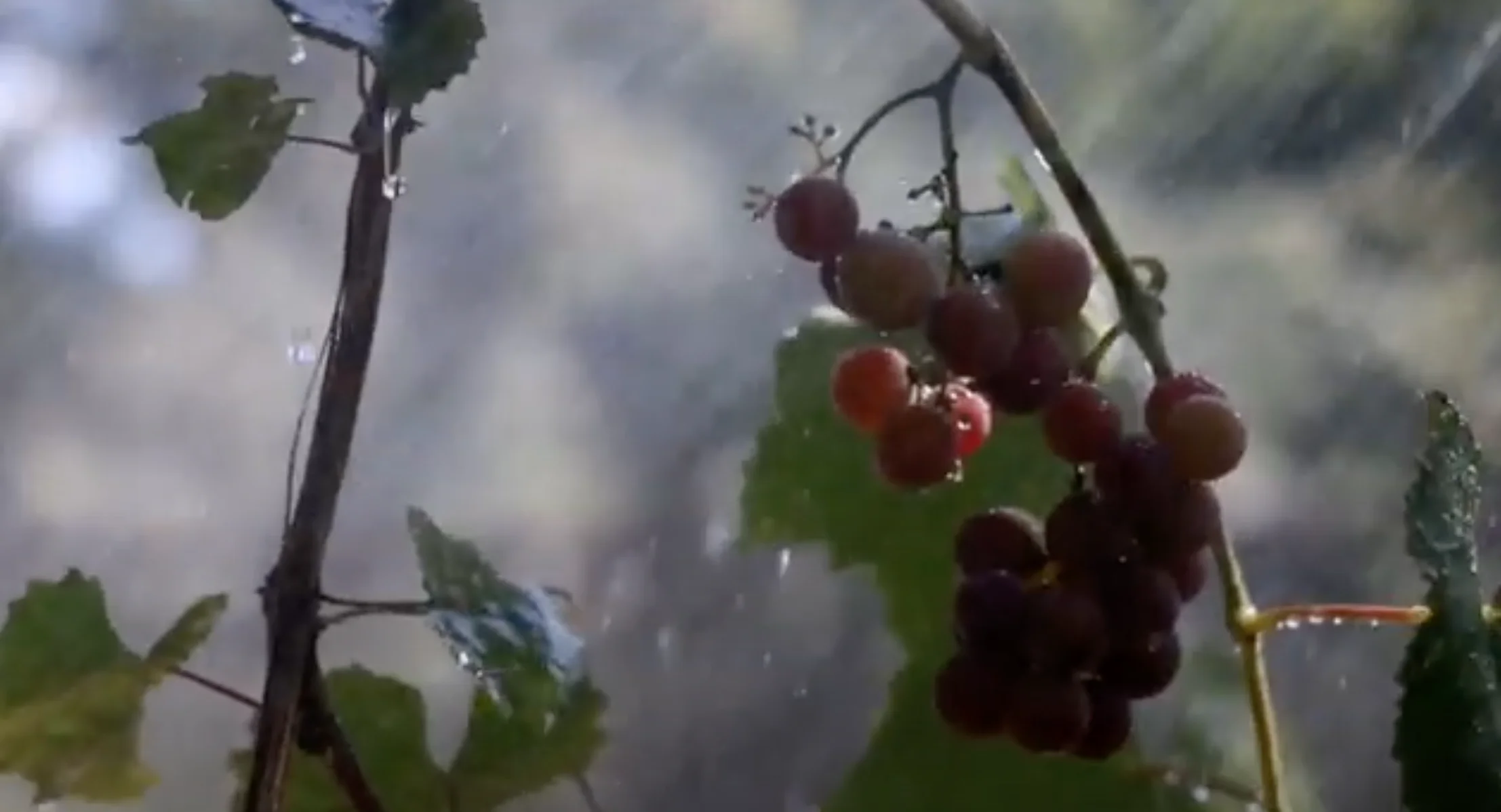 Wholesale Kitchen Seasoning Made in Italy Lasecchia Balsamic Vinegar for Meats Aged Cheese Ice Cream and Fruit Salads