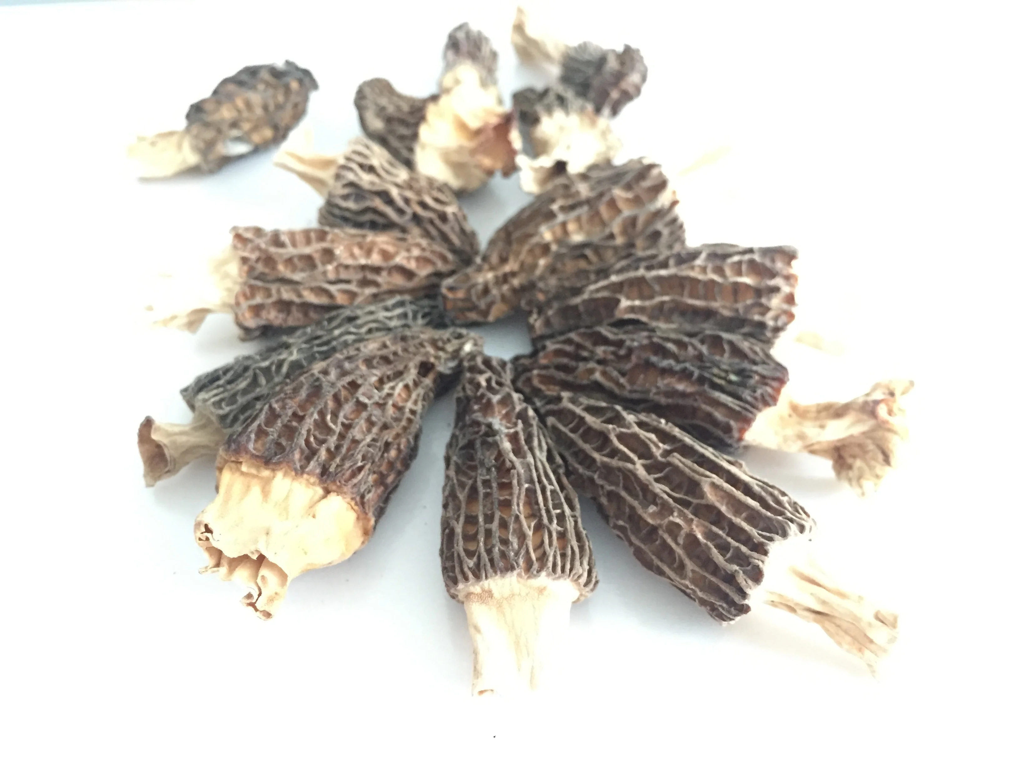Factory Price Premium Quality Dried Brown Morchella Morels Mushroom Whole with Stem (1-3 CM)