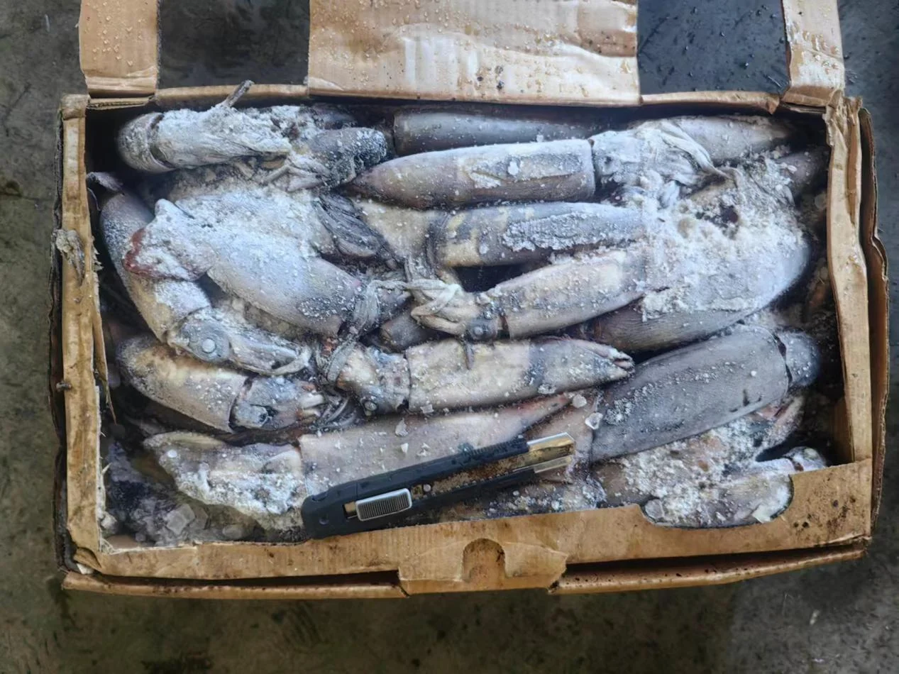 FROZEN STHENOTEUTHIS OUALANIENSIS FROZEN INDIAN OCEAN SQUID WR