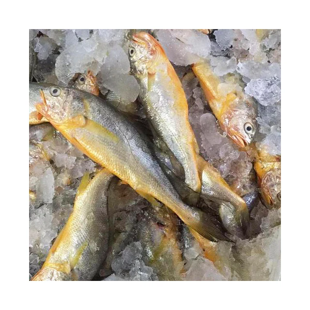 Замороженный желтый corvina larimichthys polyactis маленький croaker