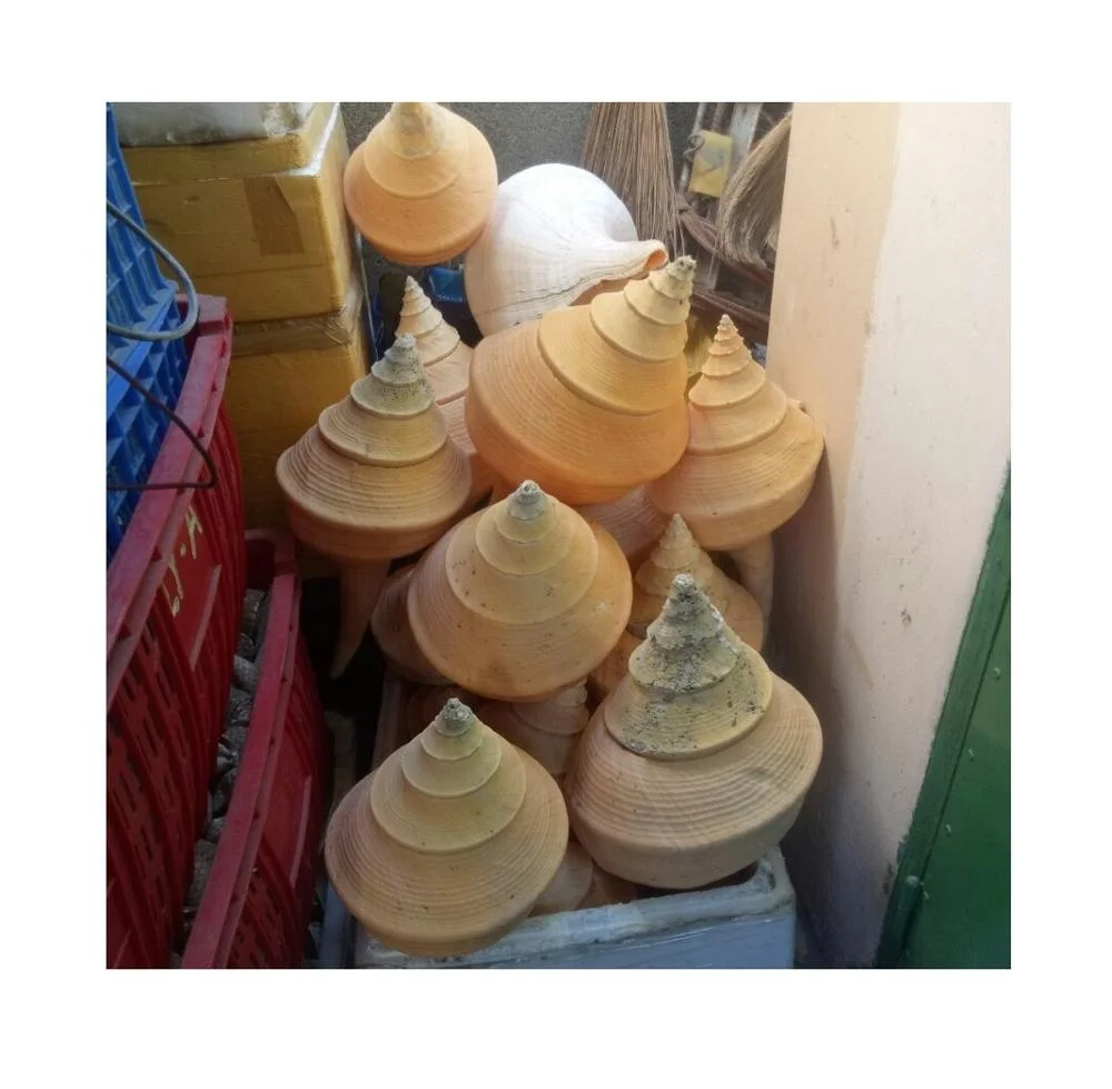 Syrinx Aruanus Shell /handicraft Seashell( 0084587176063 Whatsapp)
