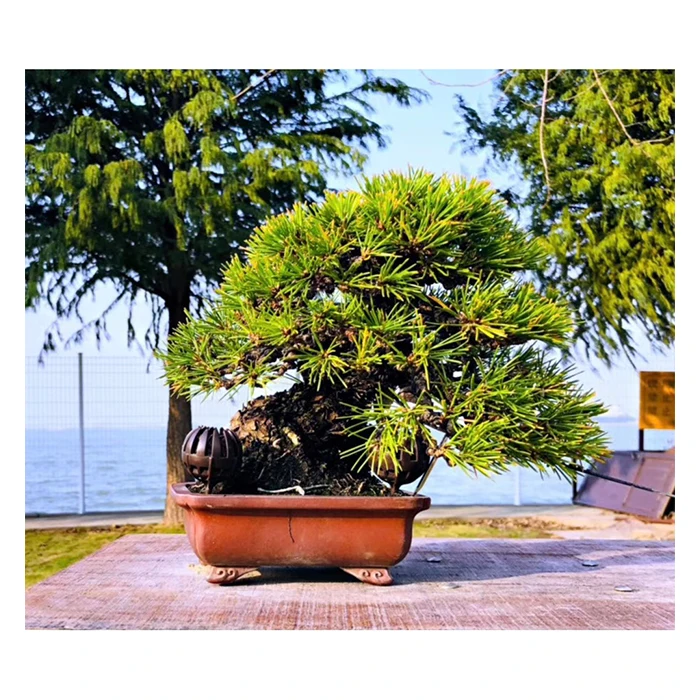 
Japanese Hot Sale Plants Outdoor Live Bonsai Trees Easy To Grow 