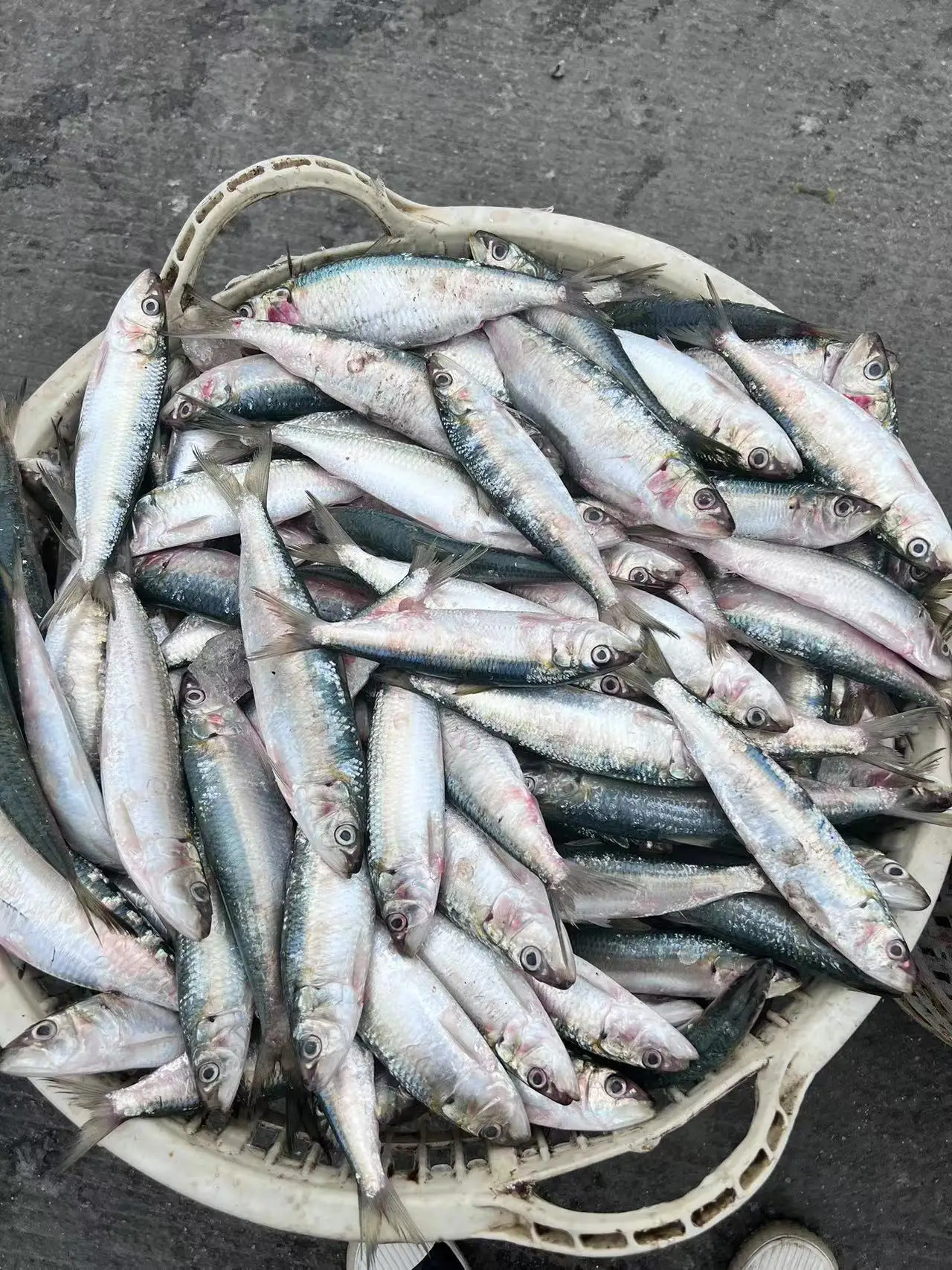 Замороженная рыба морепродукты новая посадка хорошее качество оптовая продажа замороженная Сардина