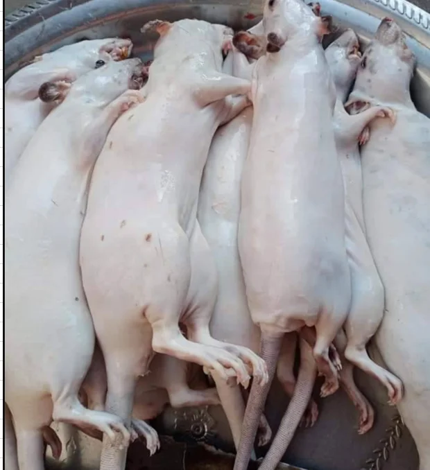 Крысиное мясо, еды из фермы, Таиланд