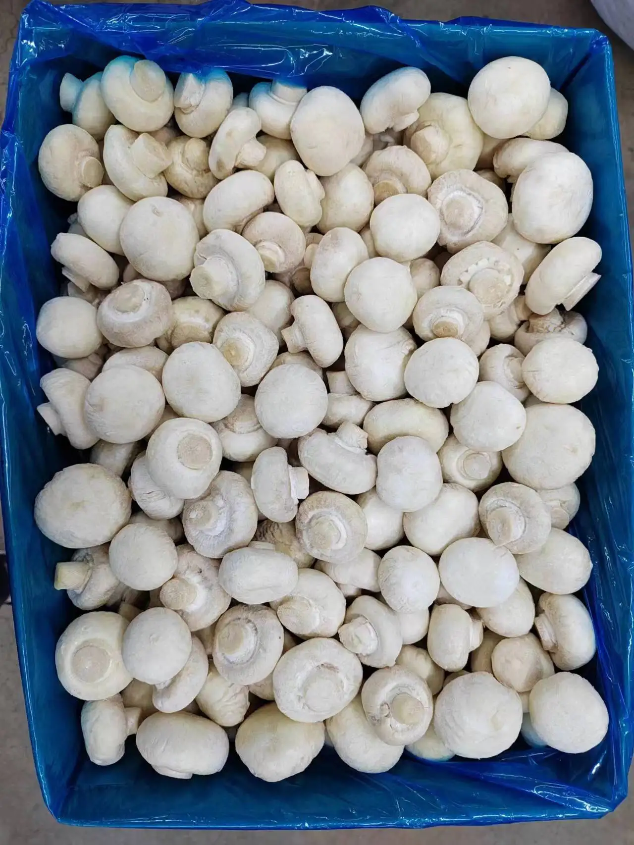 IQF frozen suillus granulatus mushroom Boletus Luteus  frozen Annulated boletus, mixed mushroom frozen nameko oyster  boletus