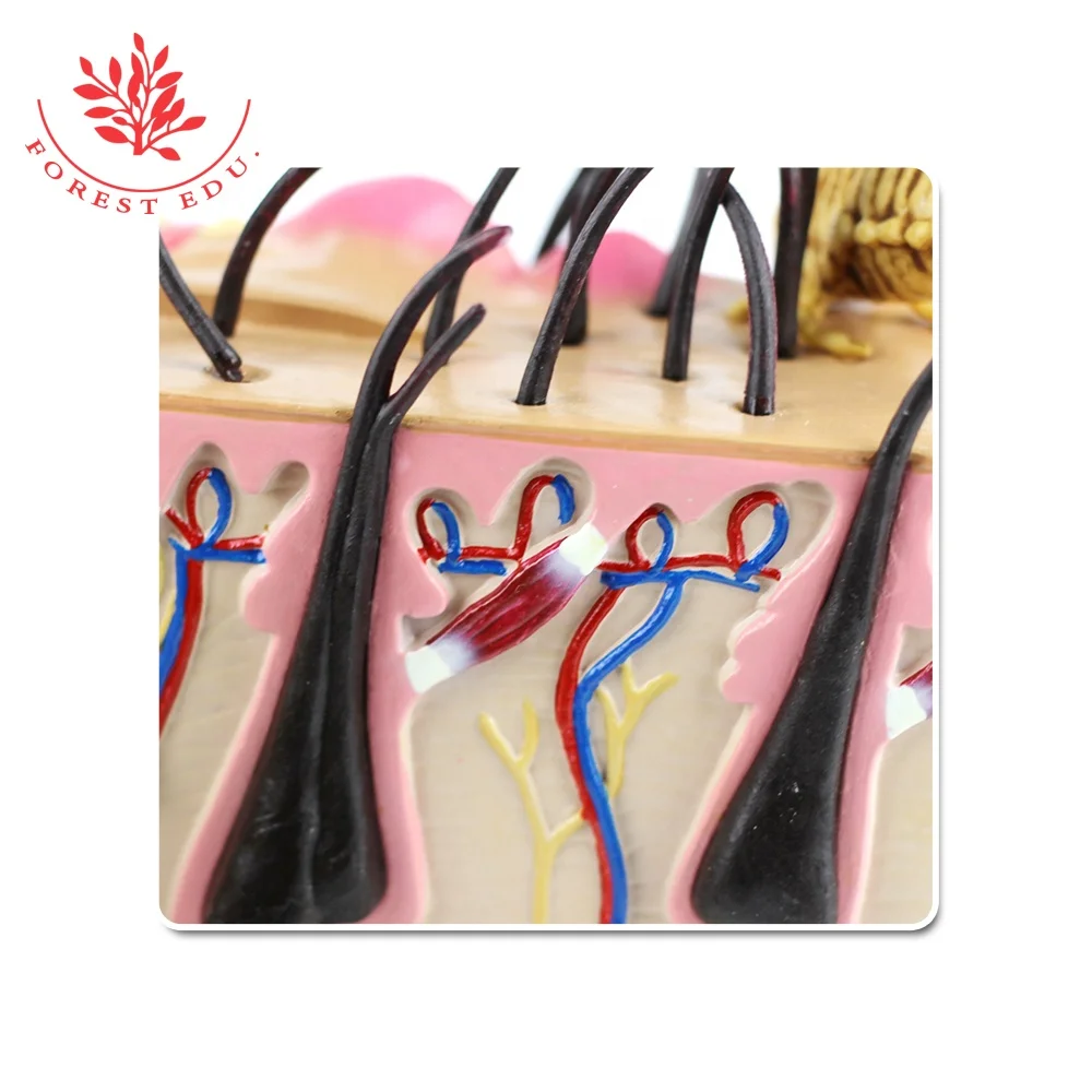 Canine Skin with Flea Bite anatomical model Canine Dog Skin Model