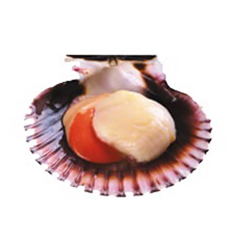 Экспорт японских сушеных гребешков