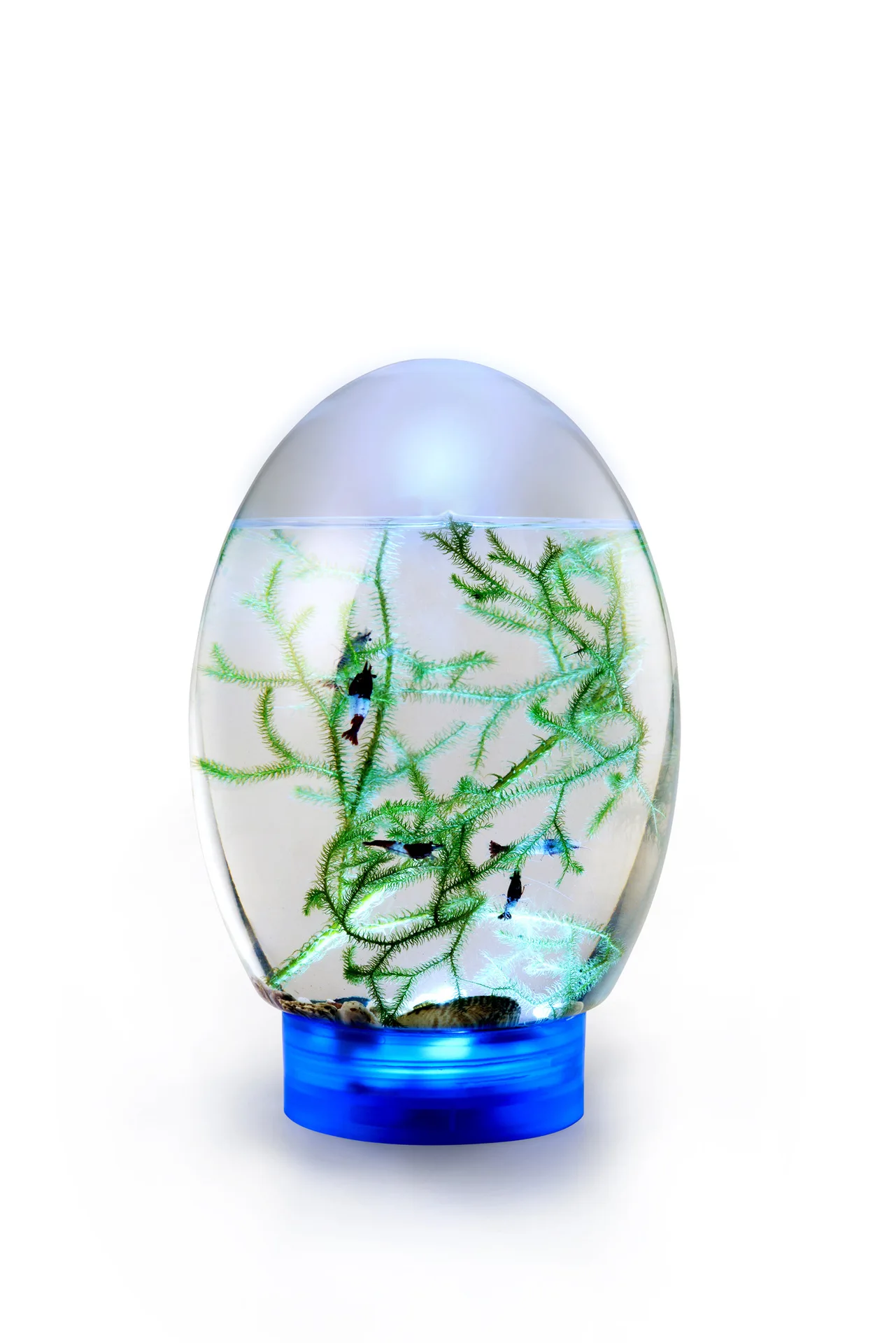 Table small fish tank   nano shrimp desktop aquarium
