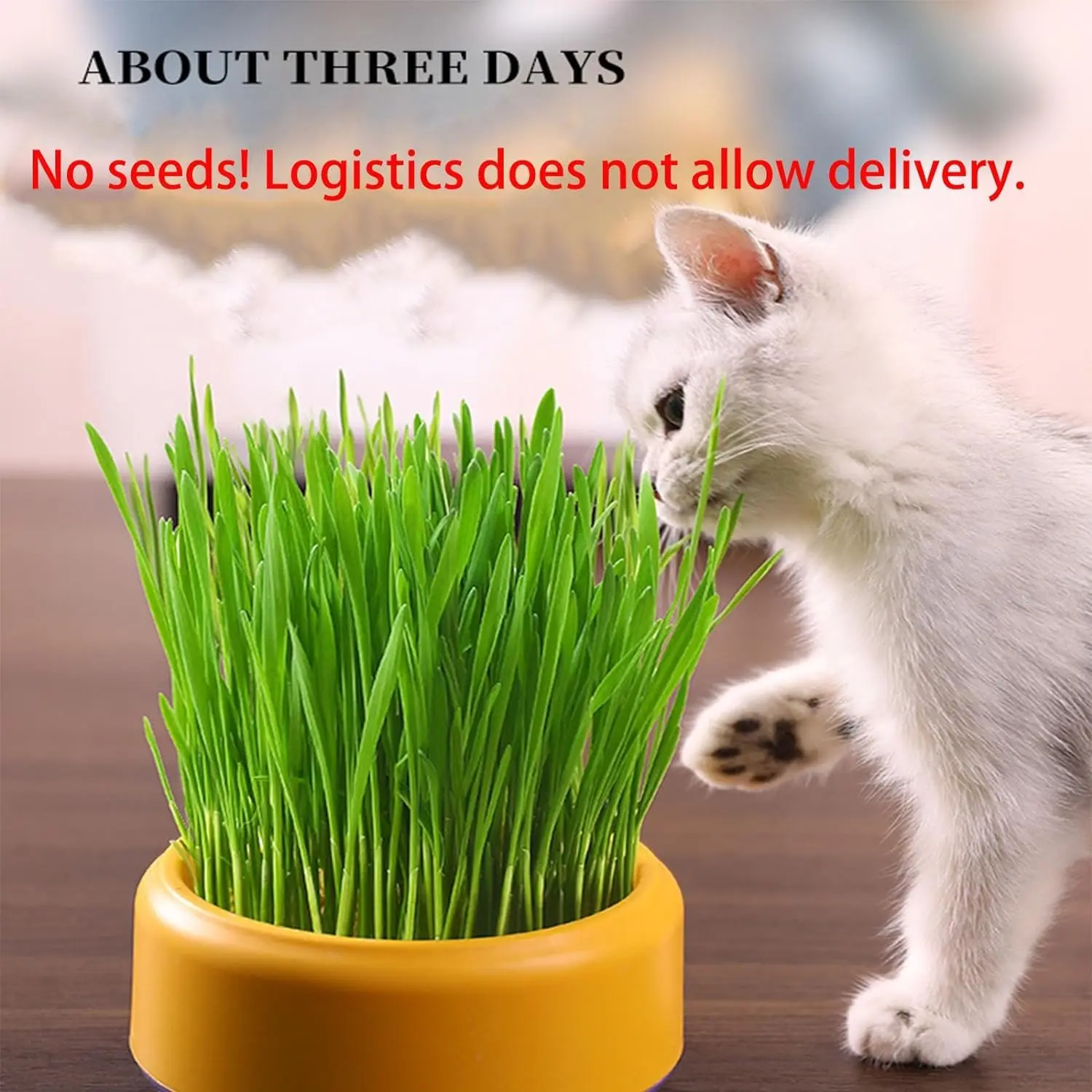 Wholesale Plastic Catgrass Hydroponic Box Set Soilless Catnip Planting Container with Wheat Seed for Cat SnacksManufacturers