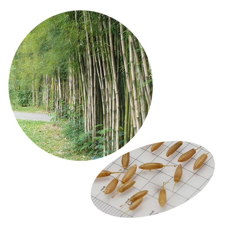 
Семена Naturix, декоративное Тропическое растение, тирактокис сиамский, семена бамбука с толстыми стенками для продажи 