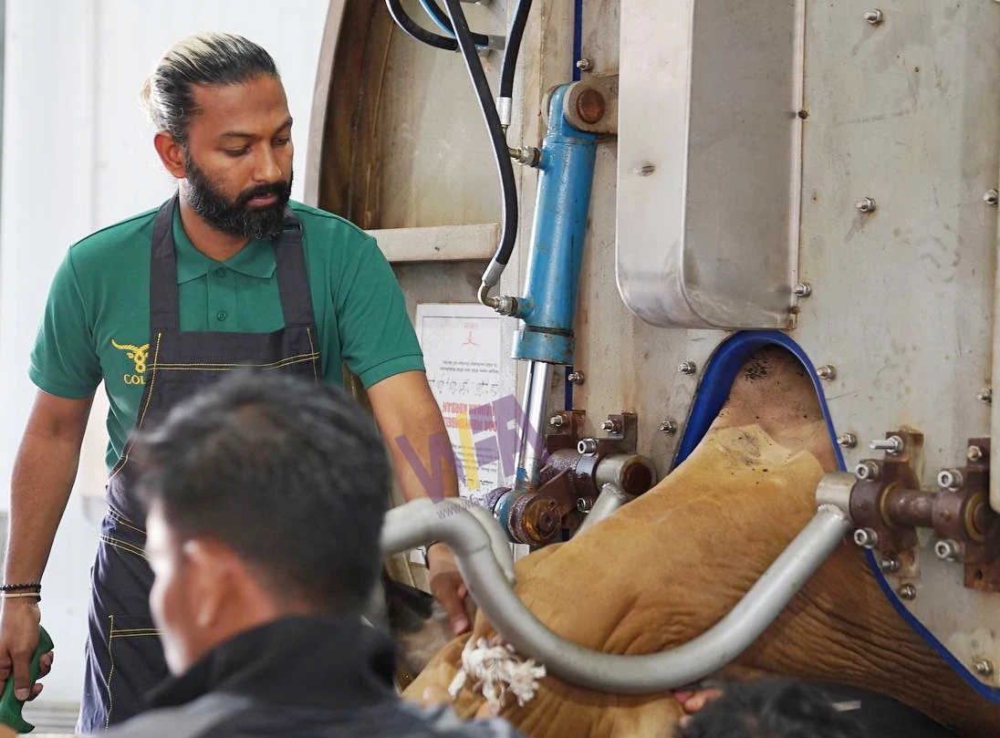 Turnkey Cattle Slaughterhouse Plant Solution Cow Killing Automatic Rotary Halal Slaughtering Box Abattoir Machine