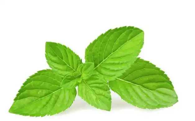 
100% Natural Peppermint Leaf Extract Powder 
