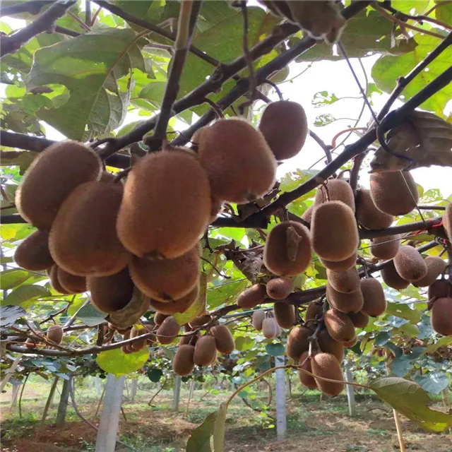 Grape,Kiki,Passion fruit,Dragon Fruit Pull Line 2.2mm Passion fruit planting Plastic steel wire