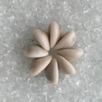 Loose Natural Cowrie Shell Beads Ring for Lei Necklace Making Crafts DIY Jewelry Accessories