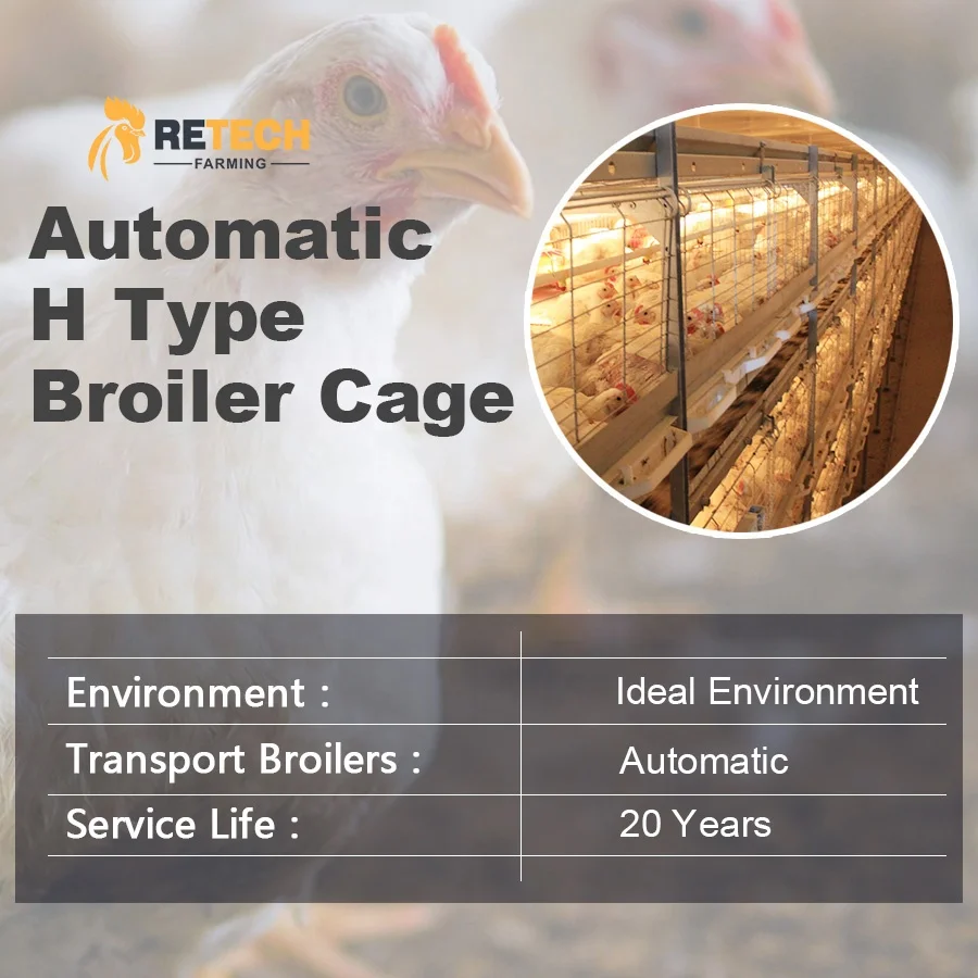 Automatic UAE Chicken Farm Poultry Equipment for Sale