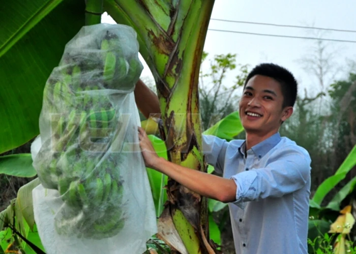 
Anti-UV PP Non Woven Fabric Fruit Cover/Banana Bags 