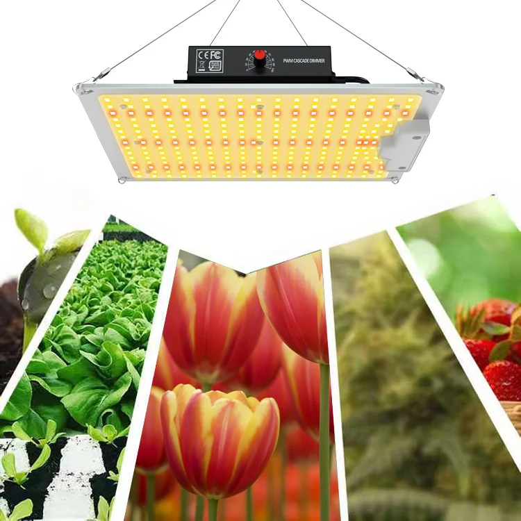200W 400W Ir Uv Indoor Sunlight Horticulture Hydroponic Quantum Panel 100W Led Grow Light For Sale Succulent Phanting
