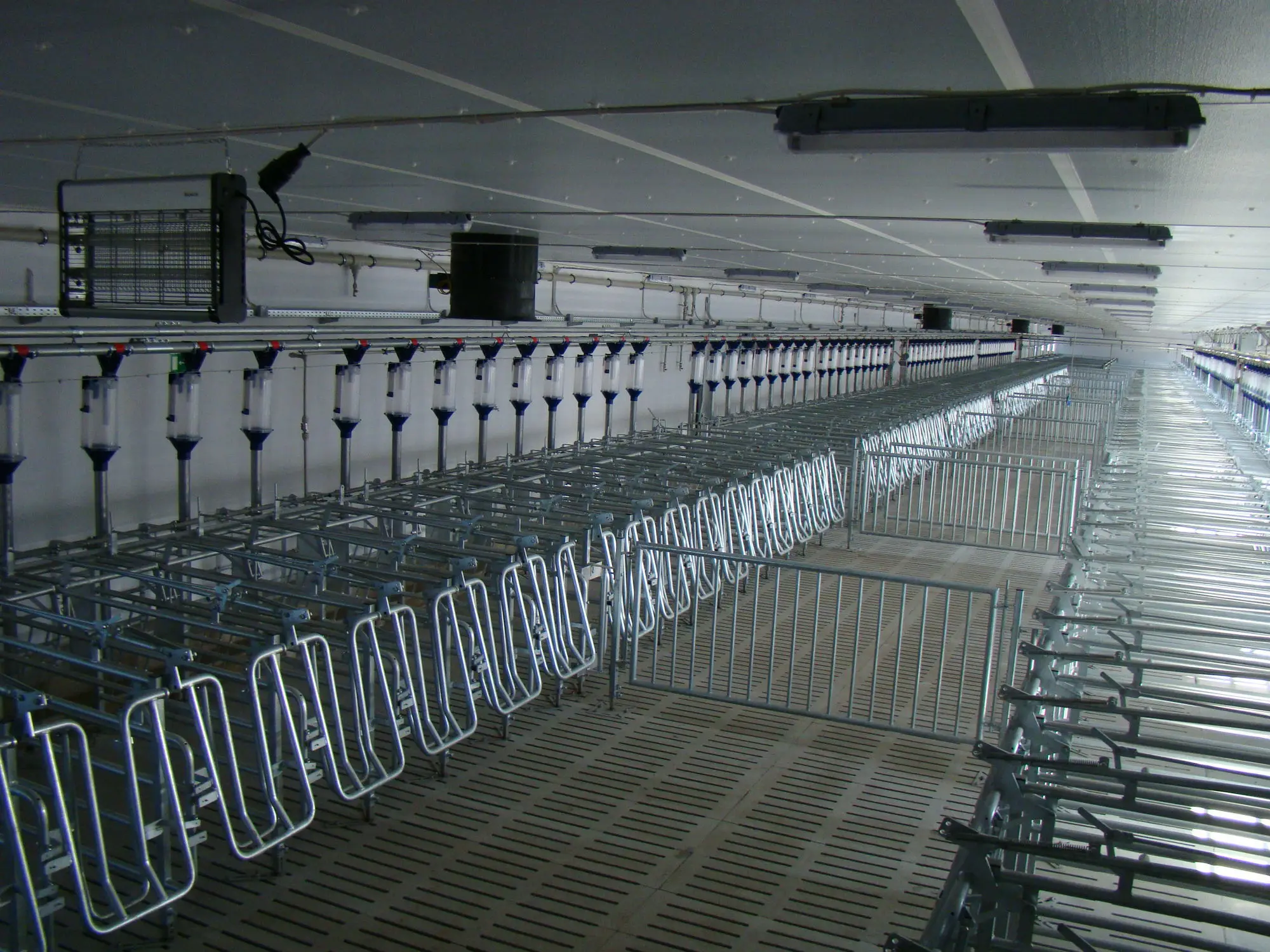 Galvanize Free Access Stall Pig Cages Automatic Pig Cages Pig Farming Equipment