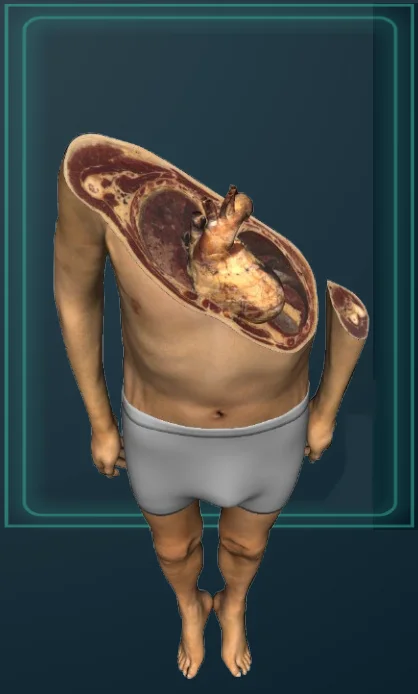 Real Anatomy At Your Fingertips Digital Human Anatomy System Anatomage 3D body Virtual Autopsy Table for University