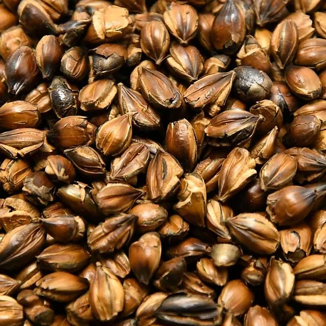 Japanese round grain barley tea 10kg