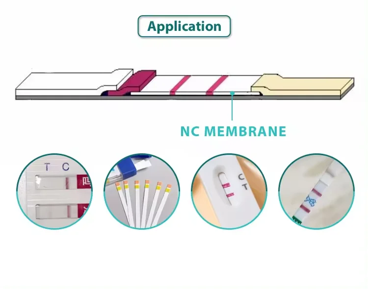 Rapid Test Raw Material Home 10um Nc Nitrocellulose Blotting Membrane