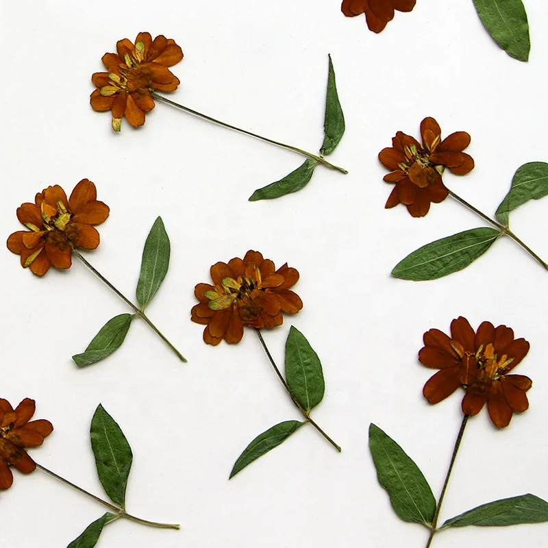 12 шт./упаковка Zinnia с отжатым стержнем Модные украшения