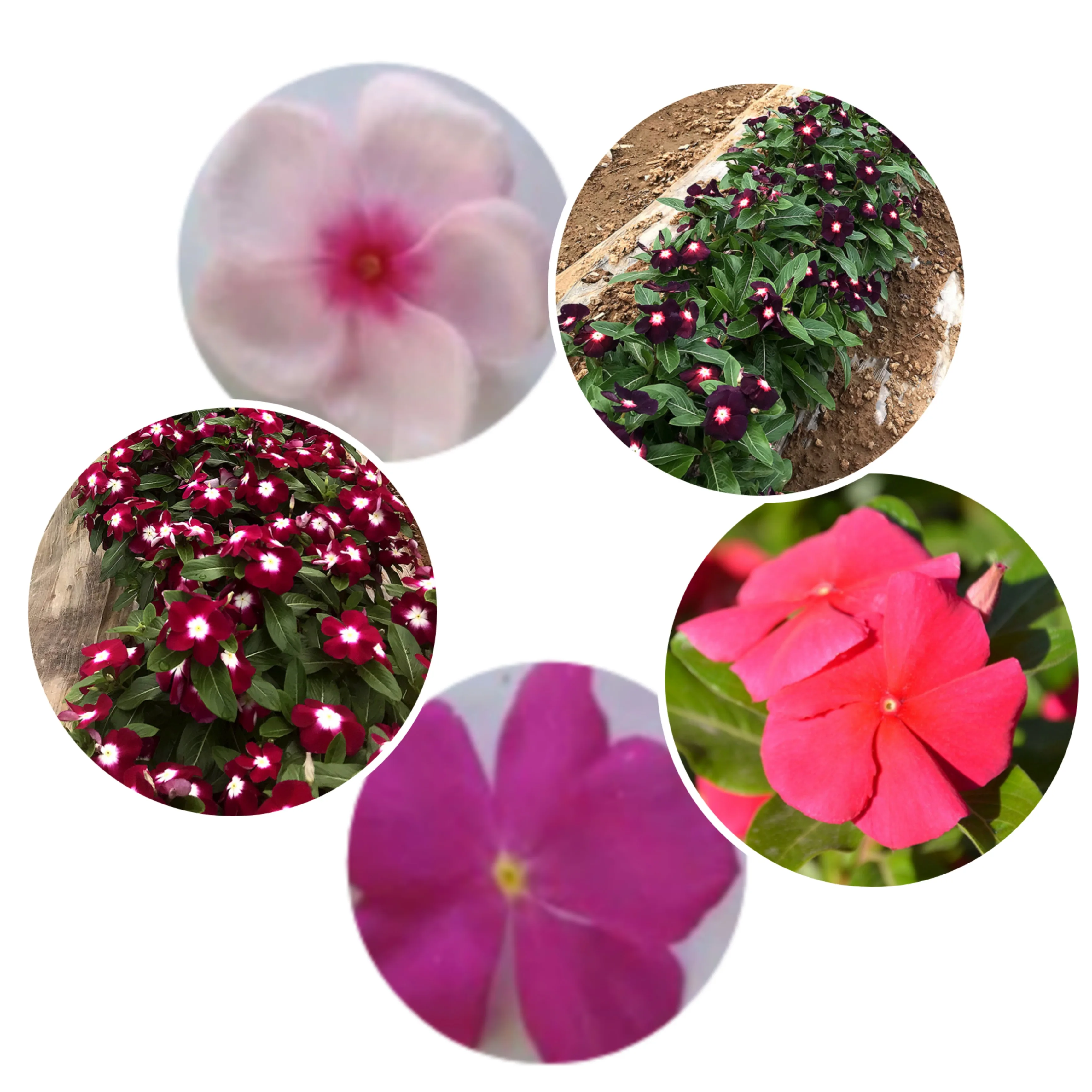 Naturix Tropical Summer Flower Madgascar Periwinkle Vinca Seeds Package