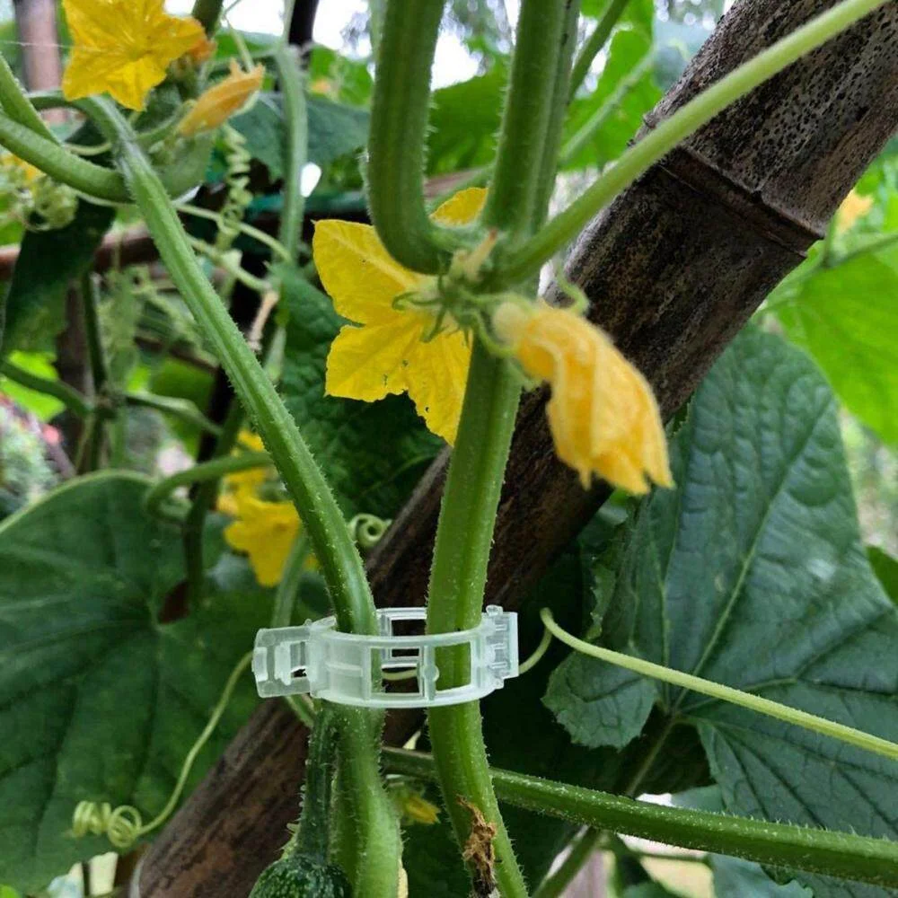 greenhouse Plant support clips Plastic Vine Clips For Garden Tomato Support Use