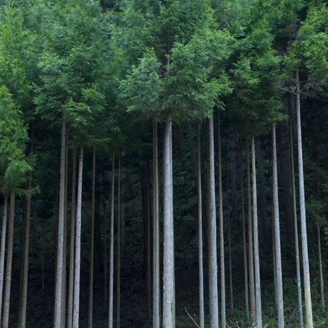 
Calm and relax effect Japanese private label wholesale bulk essential oils with high quality 