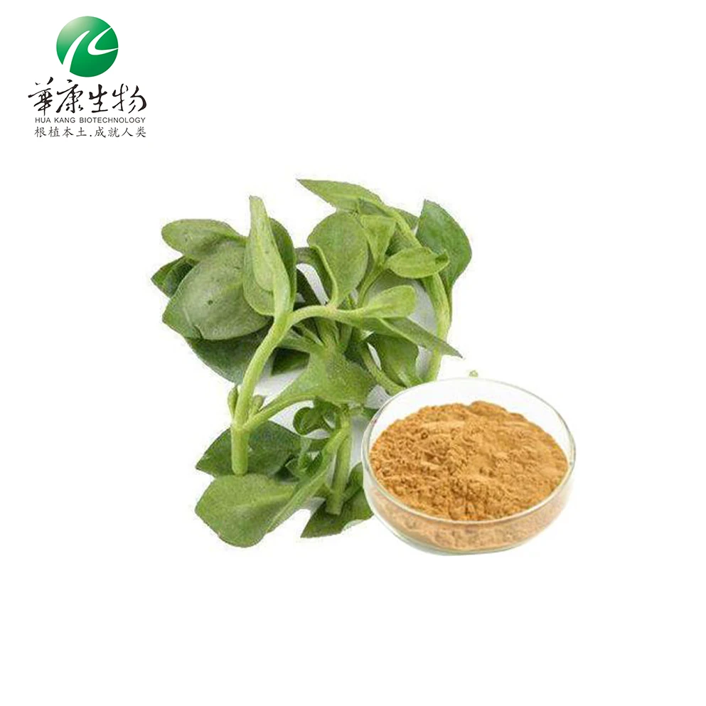 ISO Certified Factory Supply Piper Methysticum Extract Kava Root Extract Kakalactones