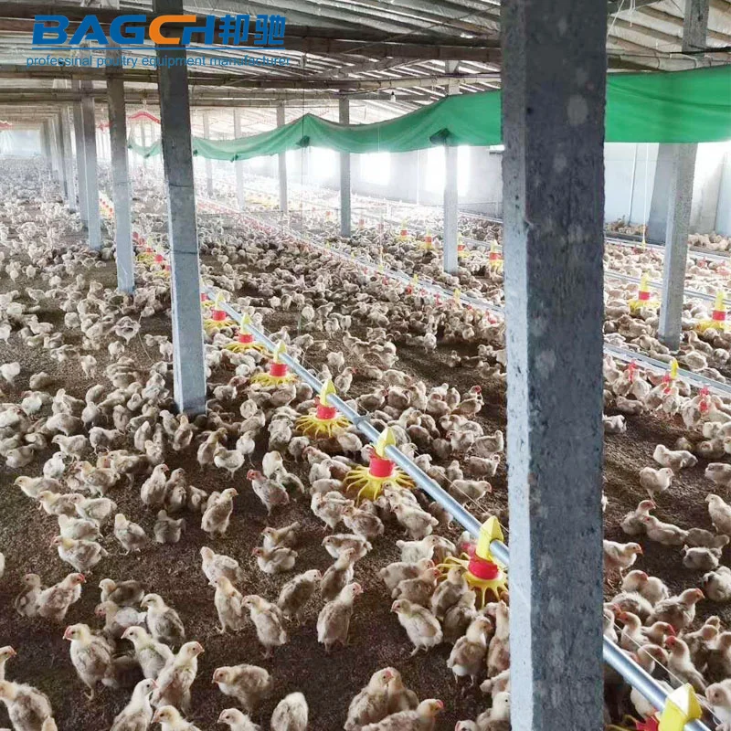 Broiler Poultry Farming Equipment H type Ground Automatic Broiler Chicken Farming Equipment