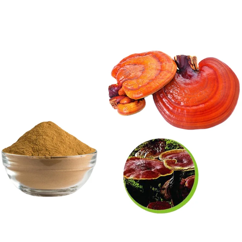 Private label reishi dried spore yellow reishi mushroom spores extract ganoderma lucidum UV1% triterpenes reishi spore powder
