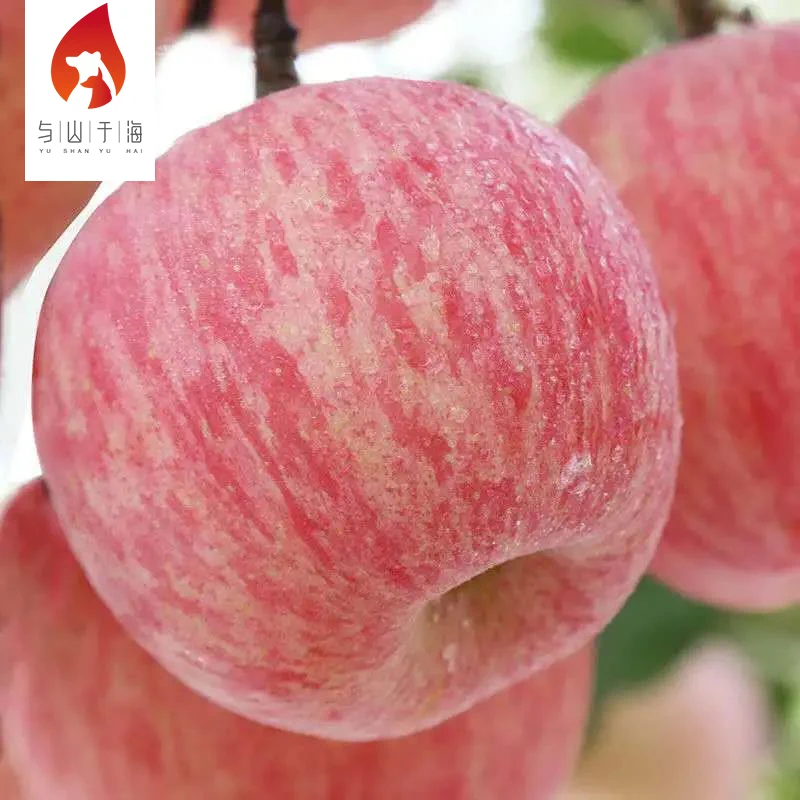 Fresh Fruits And Vegetables wholesale price premium fuji fresh apple fruit from shandong