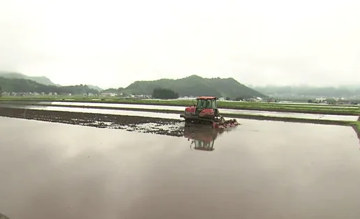 Japanese rice grain white made by diamond Prize recipients