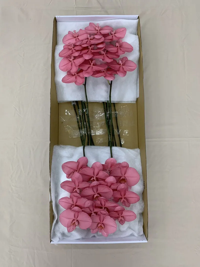 Manufacturers Provide Taiwan Orchids Fresh Cut Flowers Christmas Red
