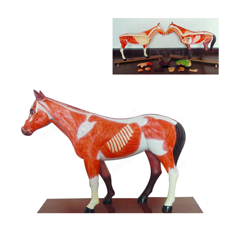 SY-N033  Medical Science Animals Equine Model Dog Cat Cow Simulation Anatomical Model
