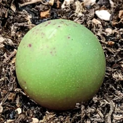 Indoor perennial nature product Succulent plant Aizoaceae Conophytum