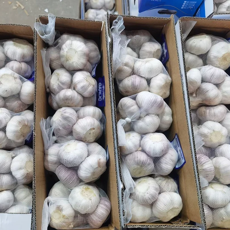 2023 China Fresh Garlic Fresh Snow Pure White Garlic Ajo Alho Garlico Price From Fresh Garlic Supplier
