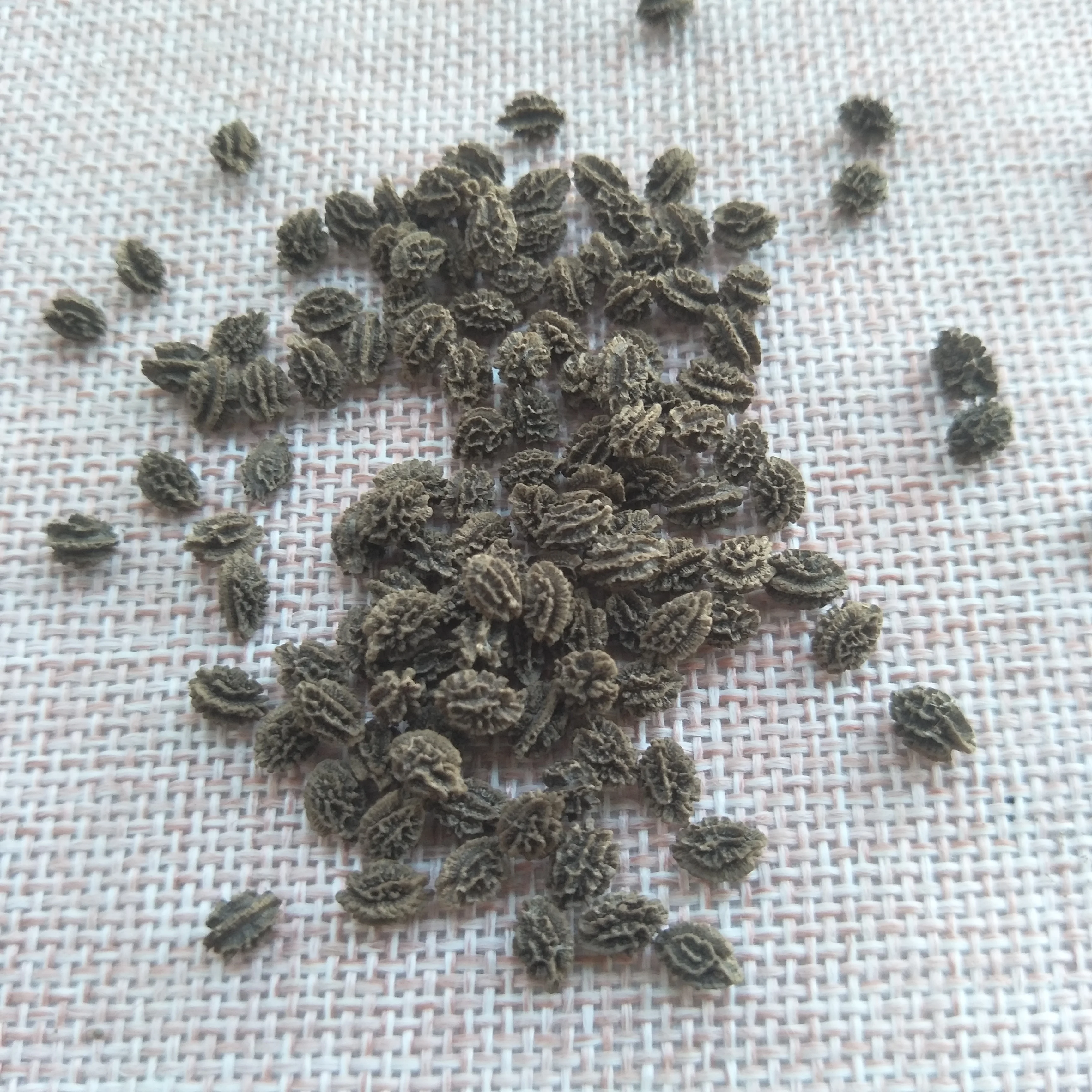 High quality red lady seeds papaya seed for sale