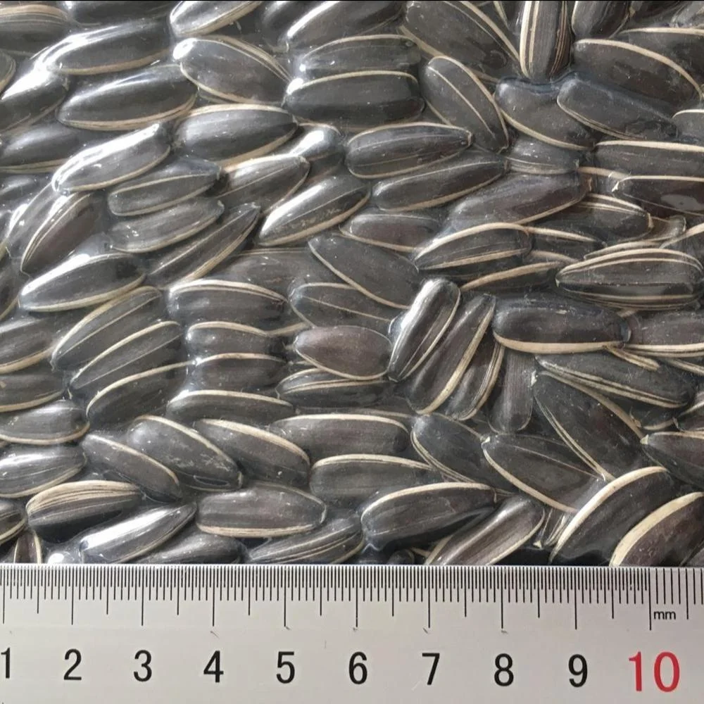 sunflower seeds with factory price white stripe sunflower seeds
