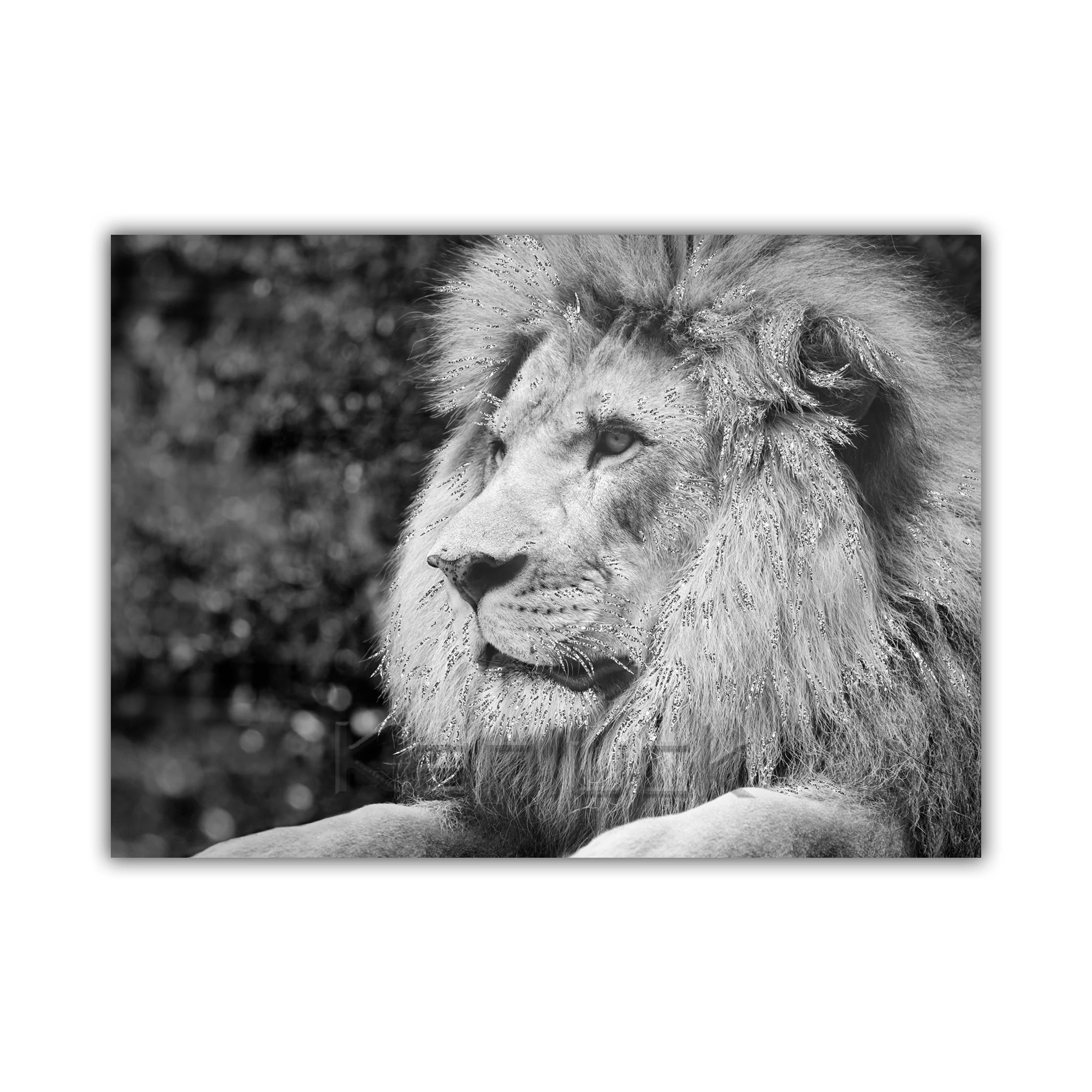 Majestic Lion Profile in Black and White with Intense Expression Wall Painting Canvas Art Hot Selling