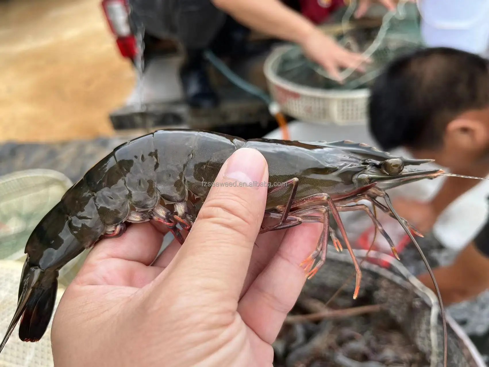 Giant Tiger Prawn No Additives Fresh Natural Whole Shape Raw Frozen Bulk Seafood Shrimp