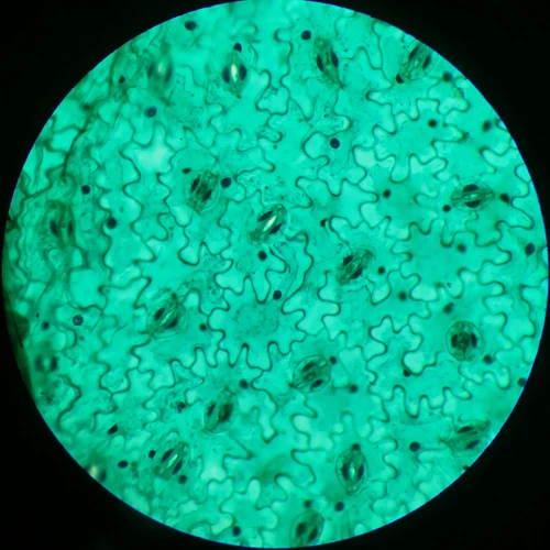 laboratory microscope prepared glass slides Botany Microscope Slide Plant Mitosis for Microscopes Plant Tissue Slides fungi