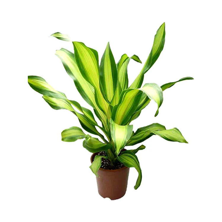 
Dracaena Fragrans CV. Goldcord 