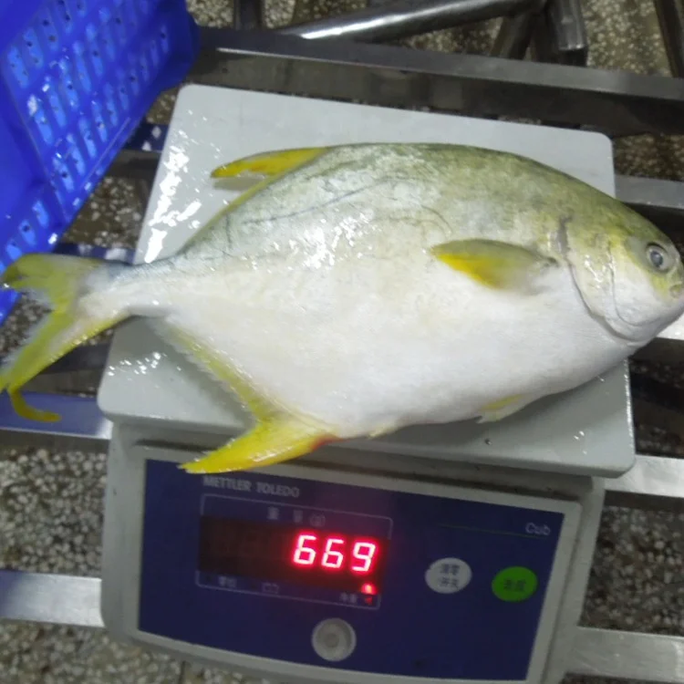 Акция, высокое качество, замороженные рыбные морепродукты IQF, Золотой помпано, помлад, для ресторана