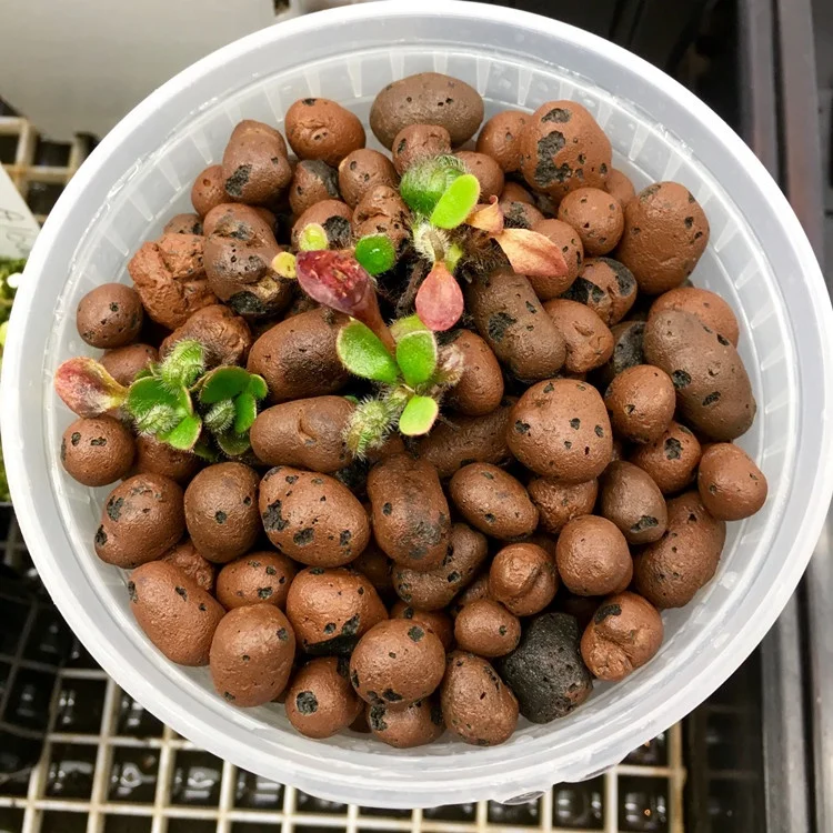 Negative Ion Pottery Carbon Ball Nutrient Organic Expanded Clay Pebbles for Plant Flower Aquaculture