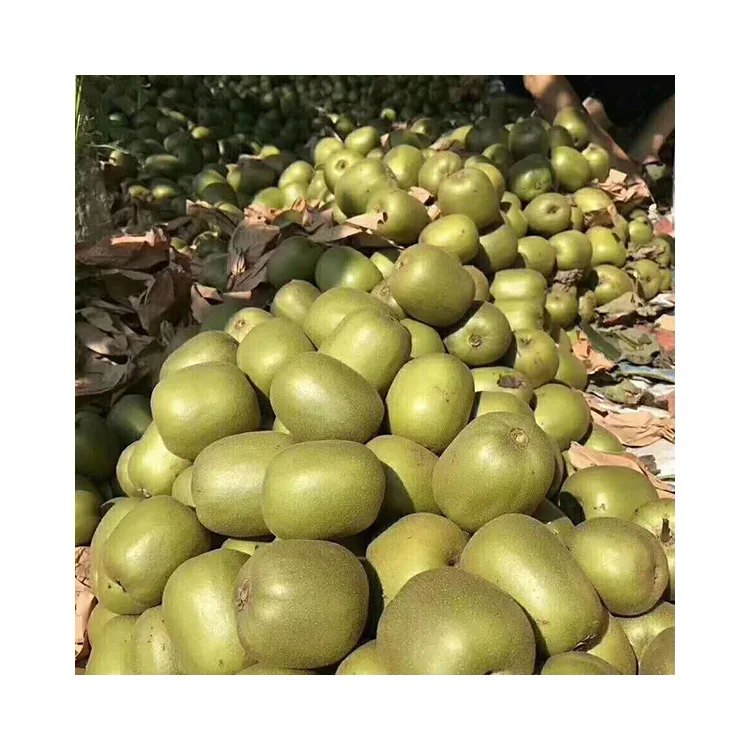 2021 wholesale gold Top Grade fresh kiwi fruit