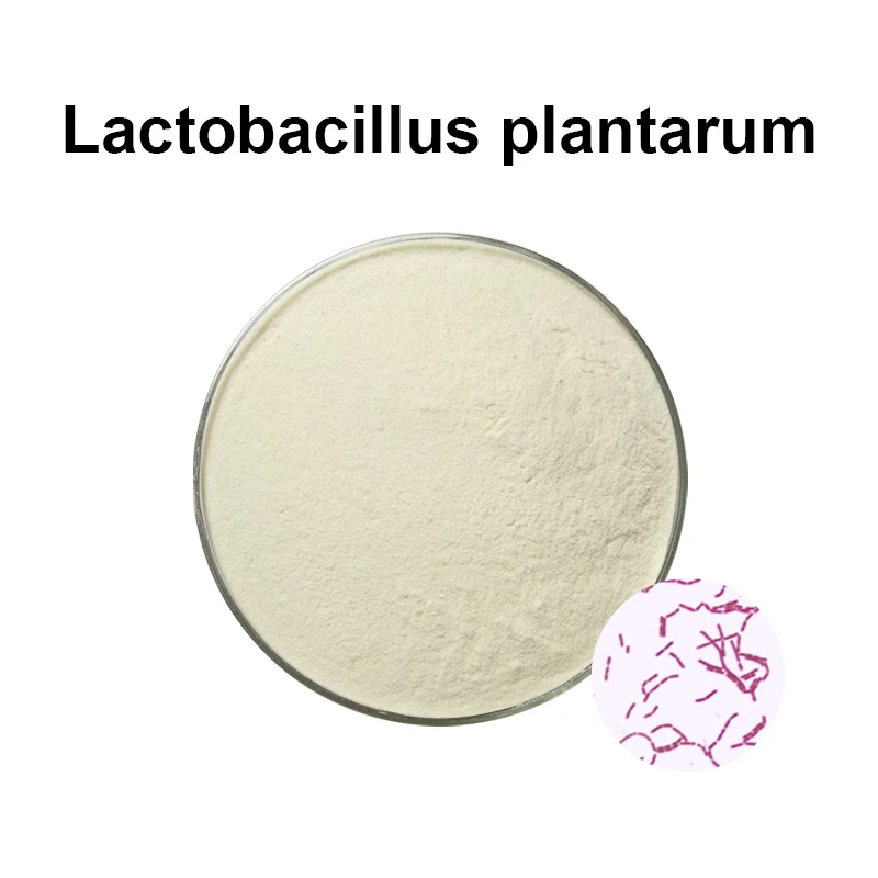 Animal Probiotics lactobacillus plantarum  from China