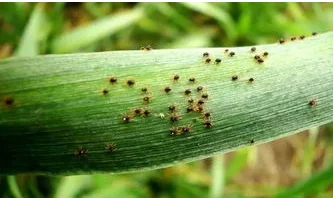 agrochemical insecticides spirodiclofen 24% SC