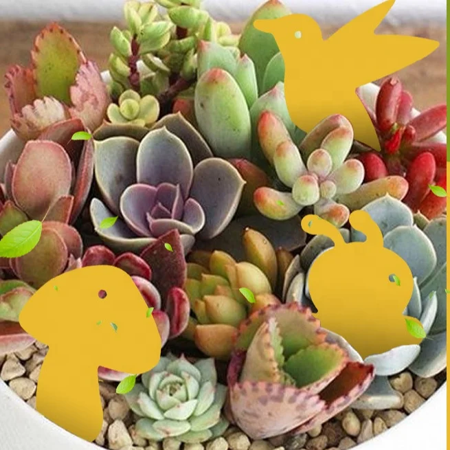 Custom New Double-Sided Powerful Glue Special-Shaped Indoor Insect Trap, Flying Insect Trap, Insect Glue Trap